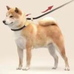 Heavy Duty Dog Leash Slip Rope Lead with Adjustable Braided Loop Collar | Training Leash for Medium and Large Dogs All Seasons
